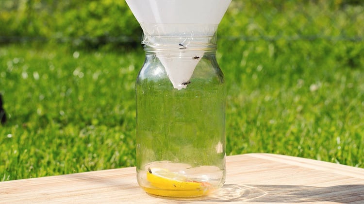 How To Get Rid Of Flies | Natural And Homemade Fly Repellents