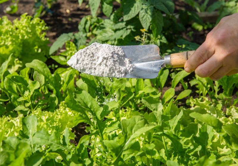 gardener-sprinkle-diatomaceous-earth-kieselgur-powder | How To Get Rid Of Chiggers Naturally: The Ways and Whys