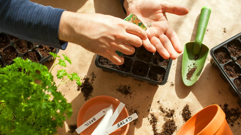 Man sowing seeds in germination box | Top Winter Homesteading Activities To Stay Productive For Homesteaders | Save money | Featured