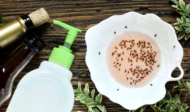 getting-rid-gnats-your-house-get 