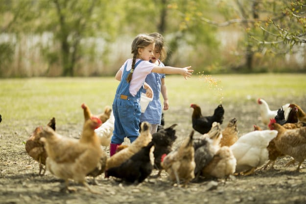 5 Things Homesteaders Should Save Money For This Spring animals
