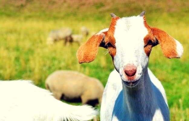 1 year of dairy requires 100 sq. ft. | Living Off the Grid: How Much Land Do You Need?