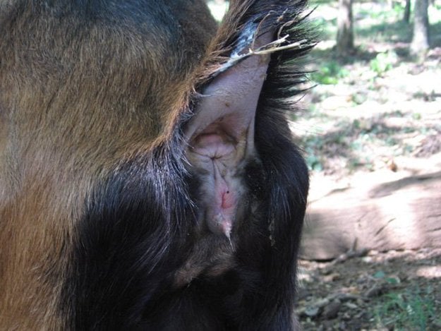 goat discharge from a female goat | You know it's Goat Breeding Season When.... Keep reading for 7 signs your goats are ready to mate.