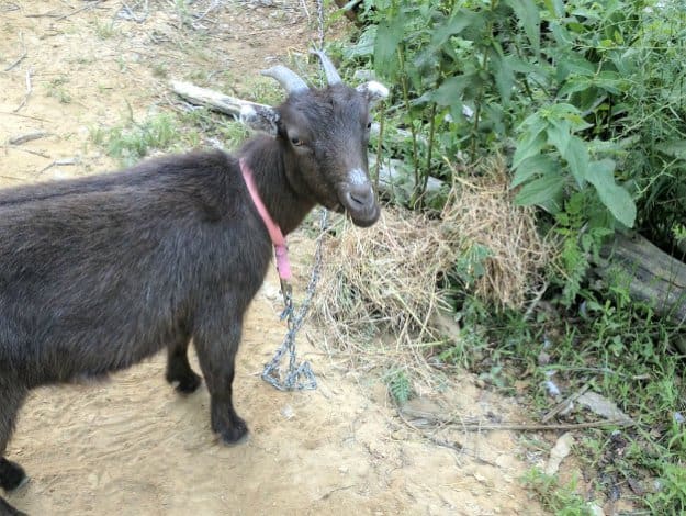 Free-Ranging Goats | Goats On The Homestead