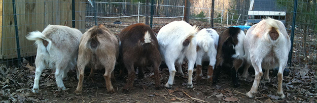 Goats | Homesteading In Alaska Is Easier Than You Thought