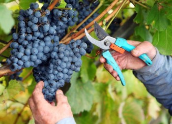 Wine Making Guide Wine Making Guide