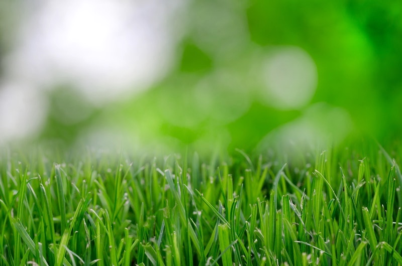 grass blades | Your Ultimate Guide To Lawn Mower Blade Sharpening | how to sharpen lawn mower blades