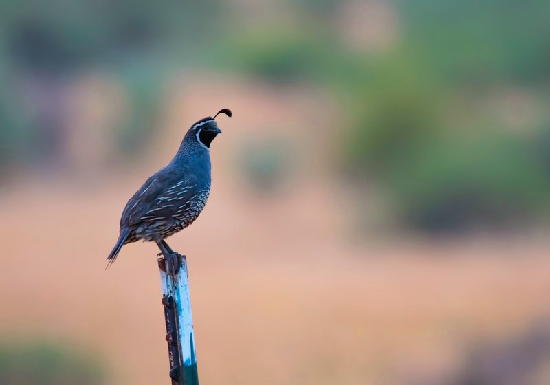 Boys With Quail and Quail Eggs | Best Quail Breeds To Raise At Your Homestead