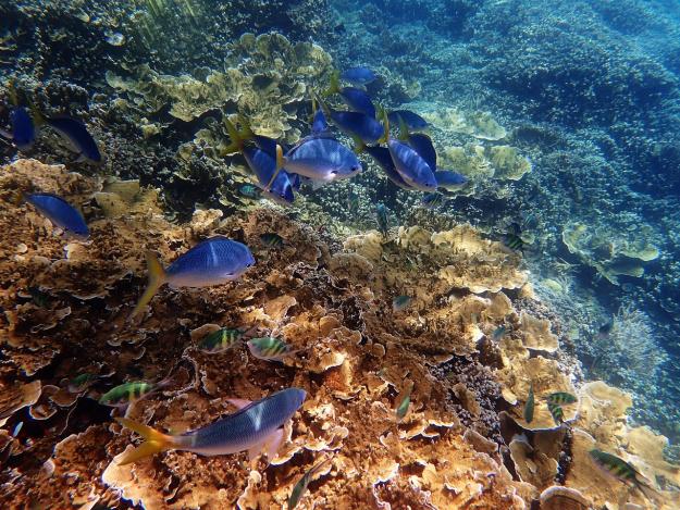 Coral Bleaching has Greatly Damaged The Great Barrier Reef | 7 Climate Change Facts To Know | Homestead Preparedness