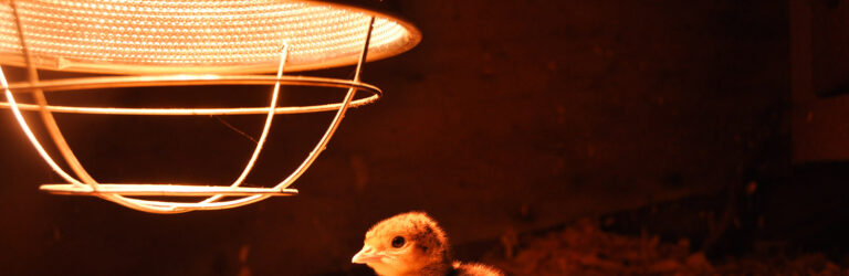 heat lamp safety tips for winter