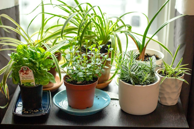 herb garden | Fastest Growing Vegetables That You Should Plant In Your Garden | vegetables that grow fast