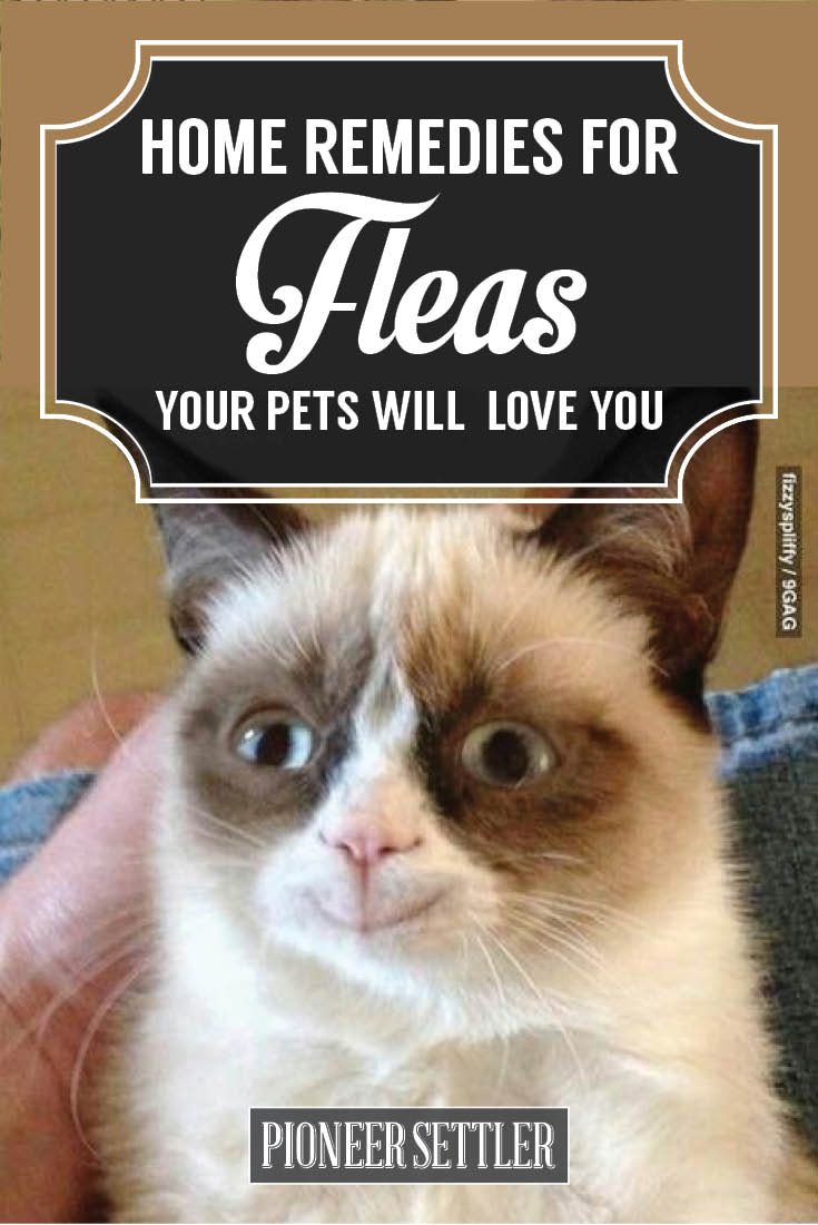 happy grumpy cat get rid of fleas