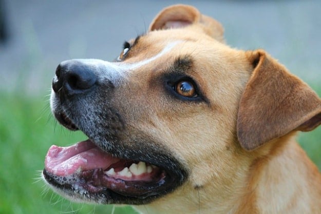 DIY Dog Toothpaste | Must Have Homemade Toothpaste Recipes
