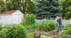 homesteading resources