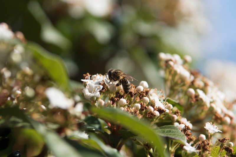 honey-bee-apis-mellifera-iberica-1535236484 | bee keeping