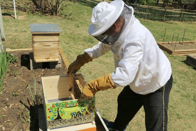 honey bees