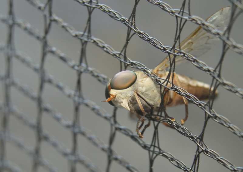 horse-fly-trapped-on-garden-nett 