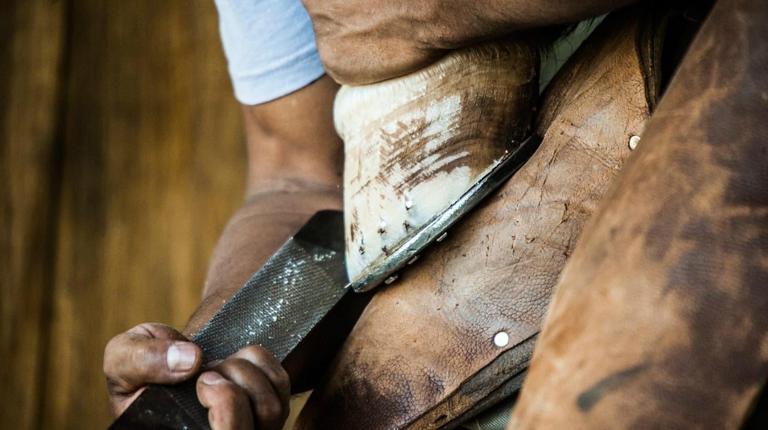 Horse in farm | How to Properly Shoe A Horse | Homestead Living