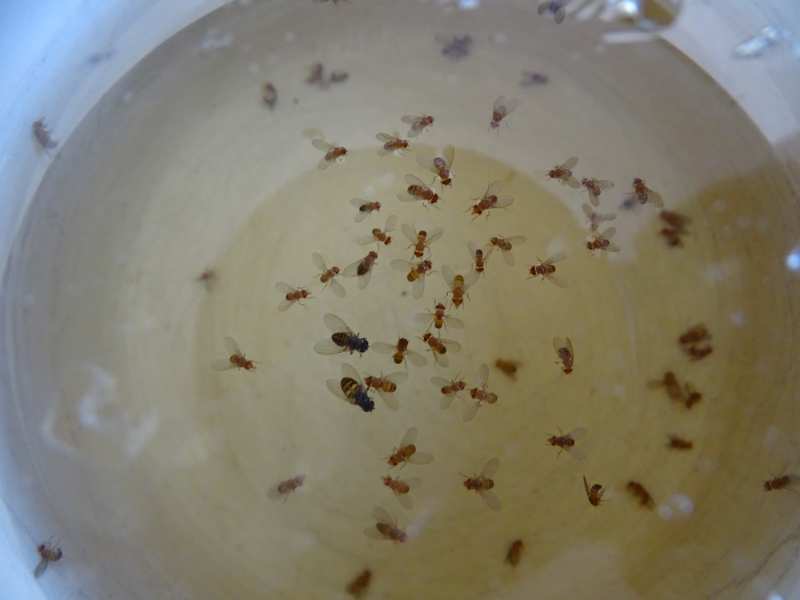 how-catch-fruit-flies 