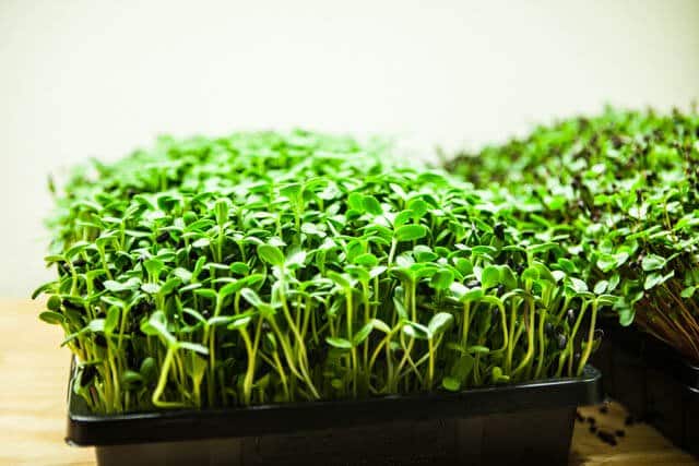 Microgreens | Most Productive Vegetable You Can Grow Indoors Microgreens | Vegetables To Grow Indoors For A Productive Garden