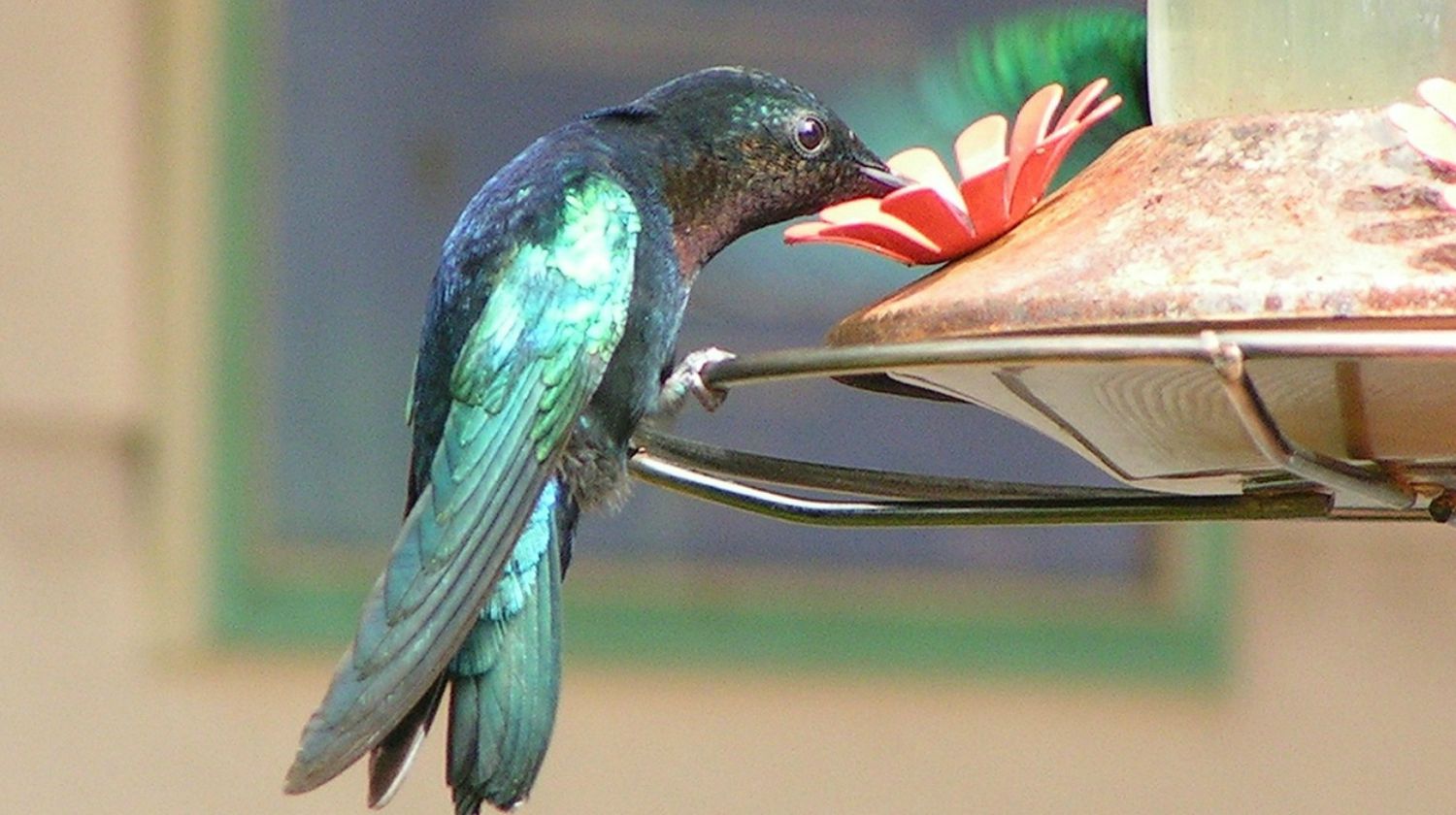 Featured | hummingbird drinking | Hummingbird Feeder Recipe And More For The Outdoorsy Homesteader