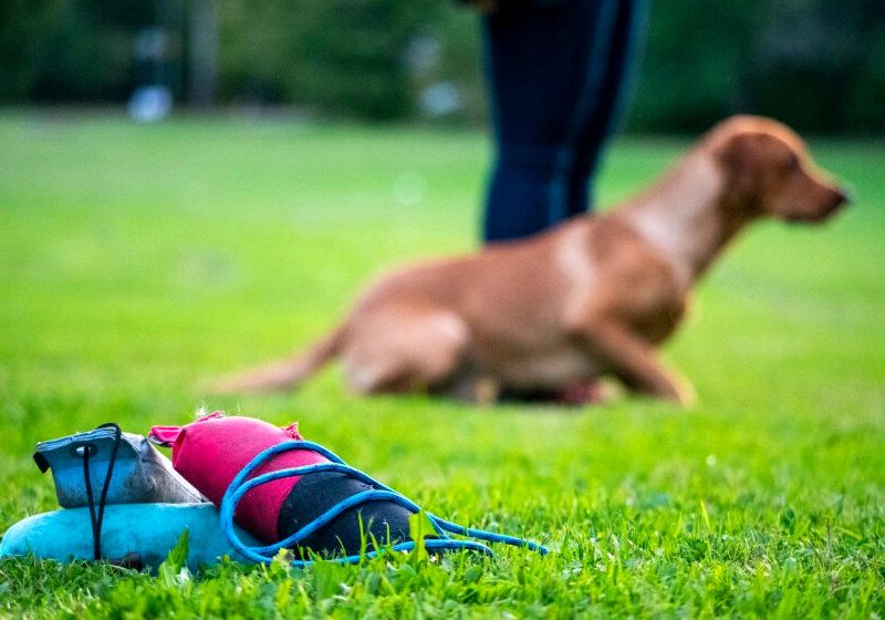 hunting dummies foreground posing labrador retriever | training a hunting dog