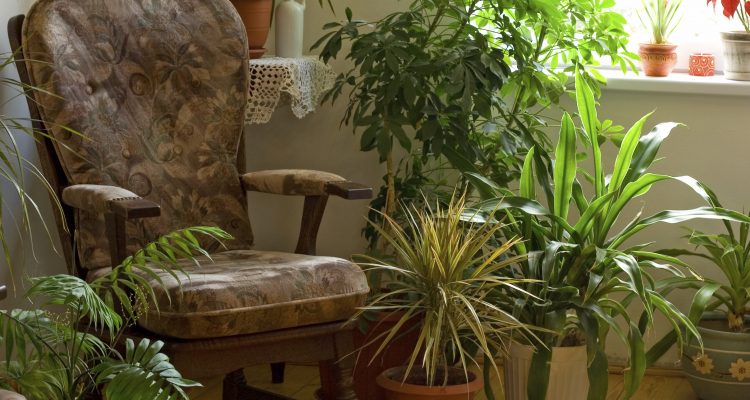 Air Filtering Plants