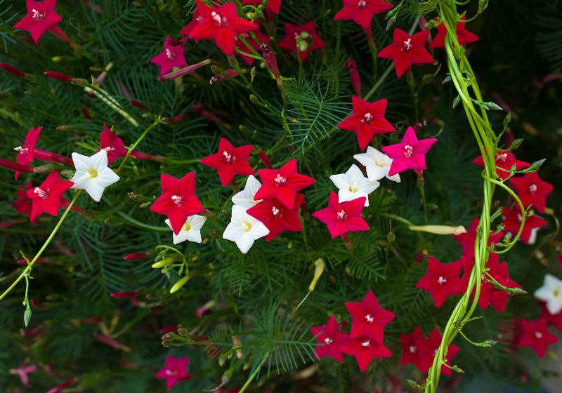 ipomoea quamoclit cypress vine tropical plant | best drought tolerant plants
