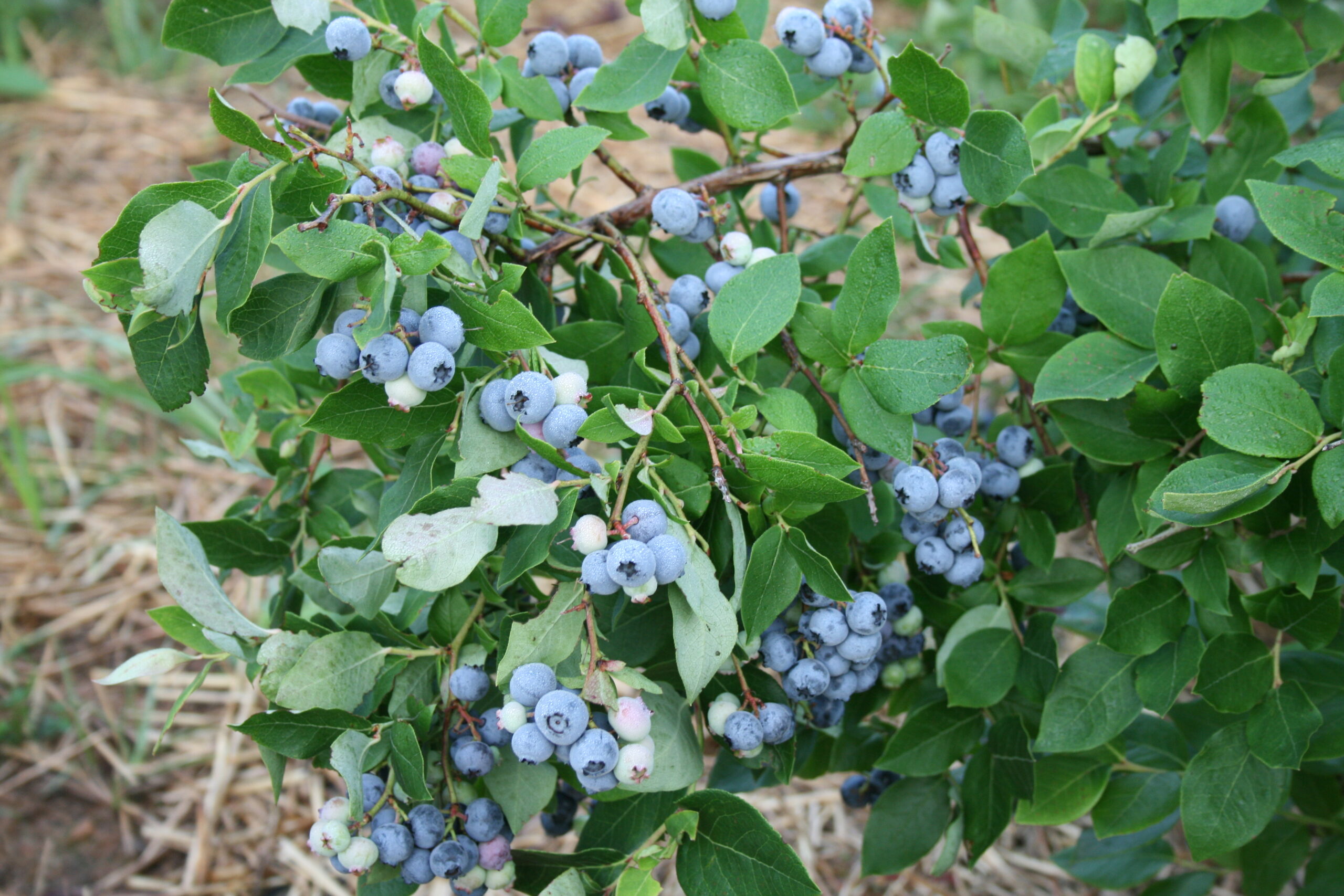 Blueberry | Secret Survival Garden How To Grow A Hidden Food Supply