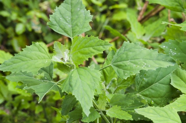 Medicinal Uses For Weeds Commonly Found Around Your Home - Part 3