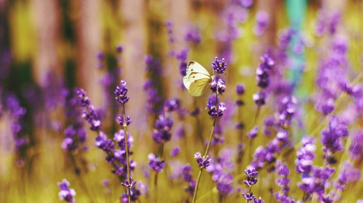 FEATURE | Summer Flowers | 35 Stunning Blooms Perfect For The Season