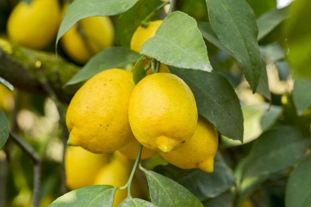 Survival Gardening - The Best Fruit Trees To Grow Indoors