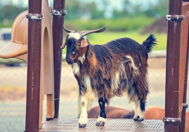 long haired goat standing on platform | how to trim goat hooves youtube