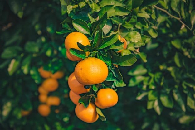 Survival Gardening - The Best Fruit Trees To Grow Indoors