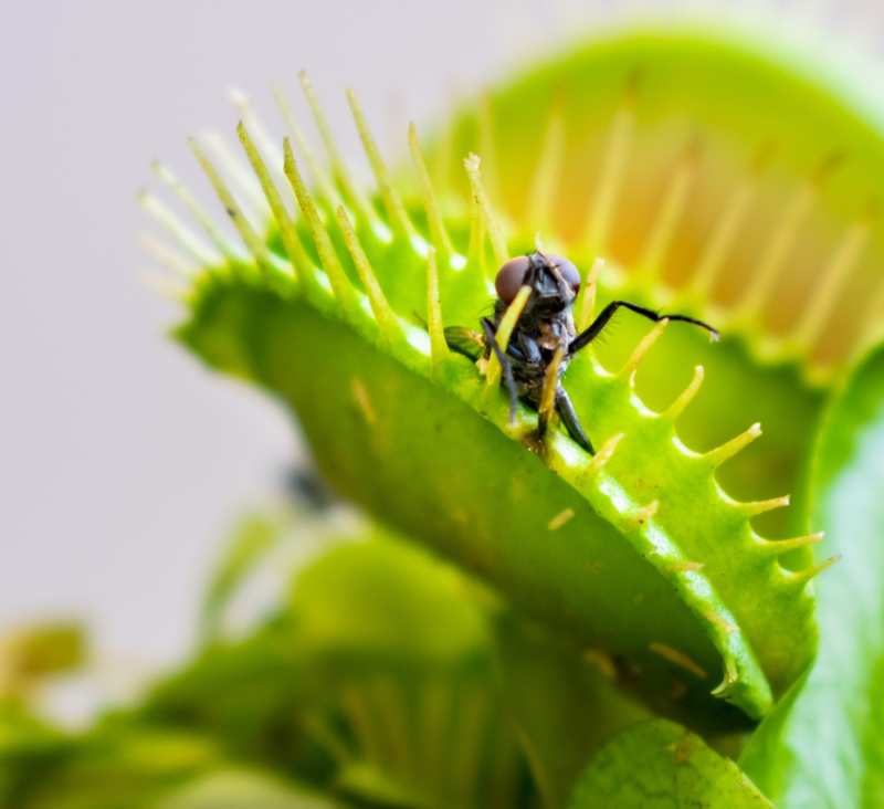 macro-photo-fly-which-has-been