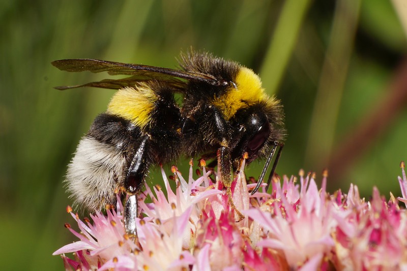 macro-side-view-caucasian-bumble-bee-483441901 | honeycomb