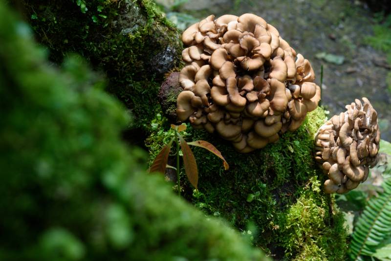 maitake mushroom growing nature | How To Inoculate Mushroom Logs For A Fresh Harvest For Fall