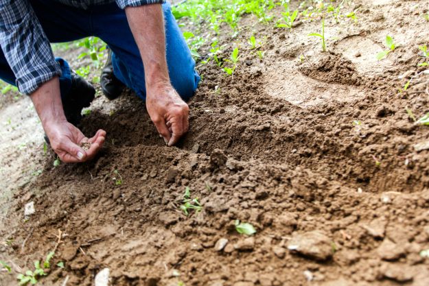Chapter 8: When to Plant a Garden | How To Grow All The Food You Need | Homesteading Handbook