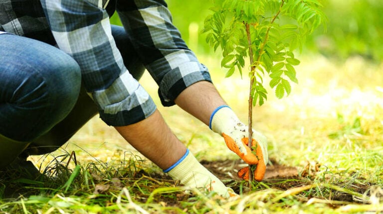 Feature | Grow Trees From Twigs On Your Homestead | Homesteading