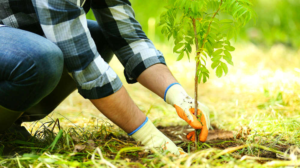 Feature | Grow Trees From Twigs On Your Homestead | Homesteading