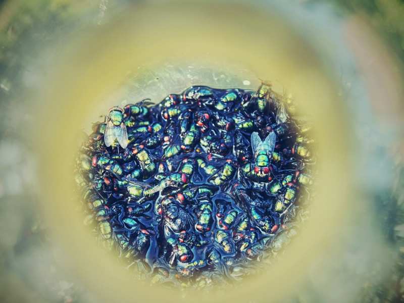 many-dead-flies-trapped-bottle-sticky