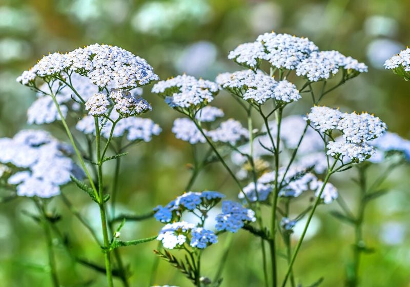 medicinal perennial herbyarrow ordinary achillea millefolium | drought tolerant ground cover plants