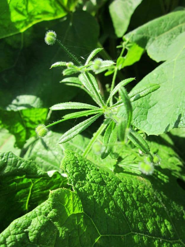 Cleavers (Galium aparine) | Uses For Medicinal Weeds Commonly Found Around Your Home - Part 7
