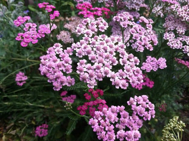 Yarrow (Achillea millefolium) | Medicinal Weeds And Its Uses - Part 6