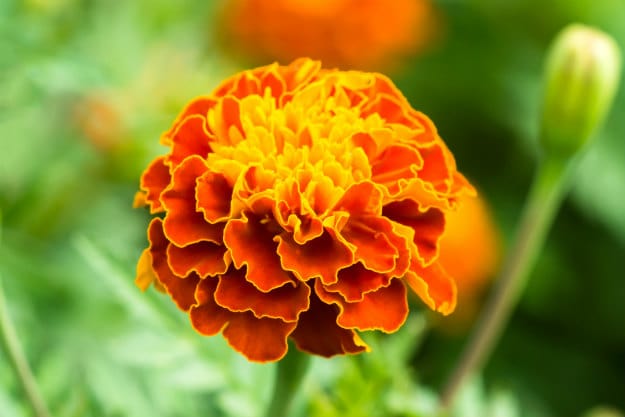 Mosquitoes Be Gone – Essential Plants for Your Garden