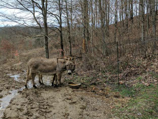 Miniature Donkeys For Your Homestead