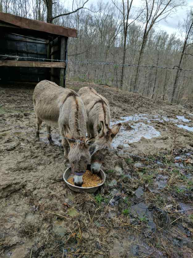 Miniature Donkeys For Your Homestead