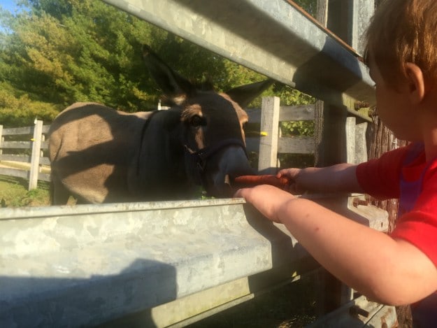Miniature Donkeys For Your Homestead
