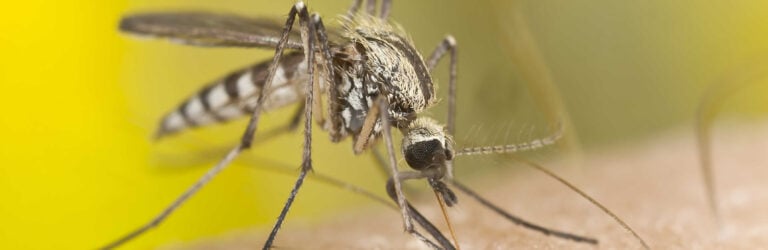 mosquito-trap