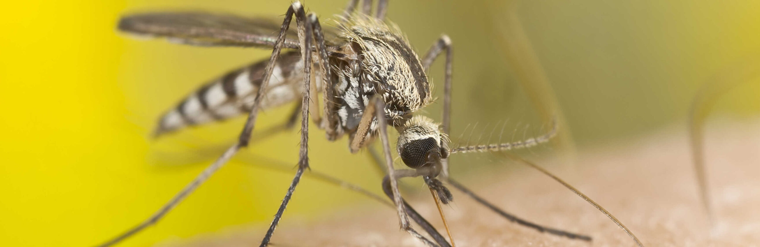 mosquito-trap